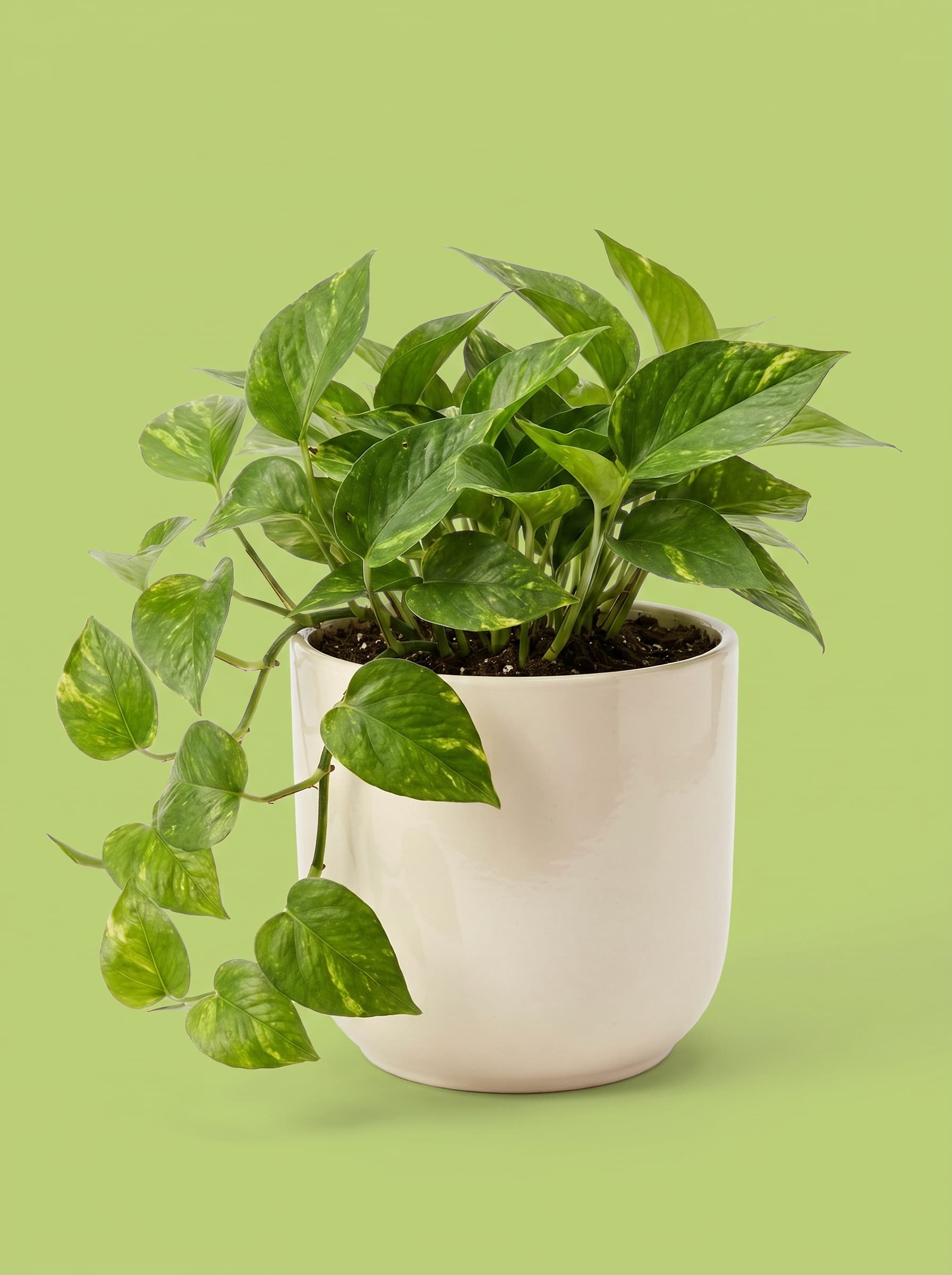 Botanical Plants & Natural Soaps